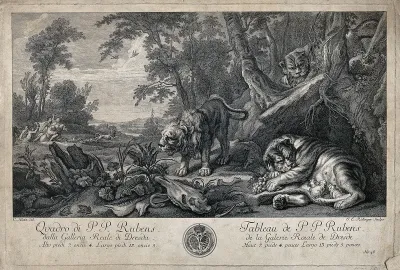 A lioness suckling her kitten in the safety of her lair surrounded by two lions anxiously watching a lion hunt in the far distance
