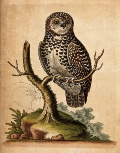 A little owl sitting on the branch of a dead tree