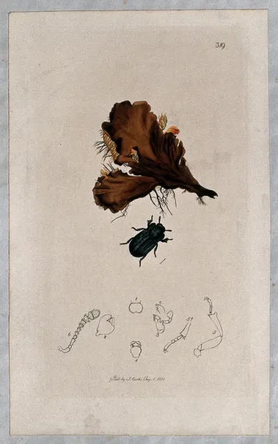 A liverwort (Hepaticae species) with an associated beetle and its anatomical segments