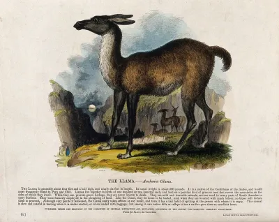 A llama standing on a rock