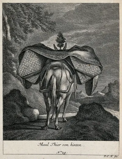 A loaded mule, seen from behind, walking in a mountainous landscape