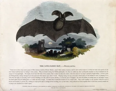 A long-eared bat flying over a churchyard