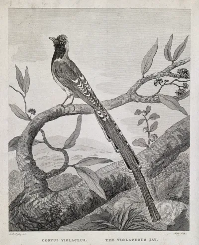 A long-tailed bird: the violaceous jay (Corvus violaceus)