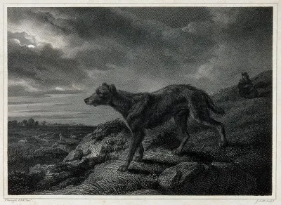 A lurcher standing on a hill overlooking a valley