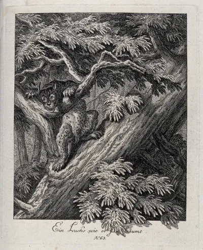 A lynx climbing a tree