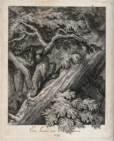 A lynx climbing up a tree