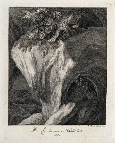 A lynx sniffing a trail on a rock in the mountains
