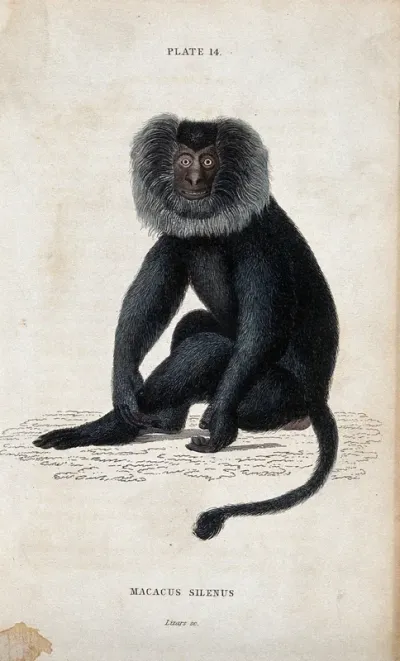 A macque monkey of the genus macacus silenus sitting on the ground