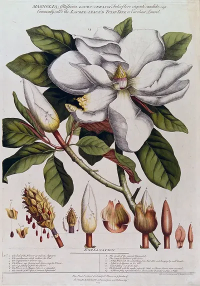 A Magnolia species: flowering stem with labelled floral segments, fruit and seed