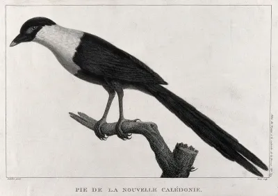 A magpie from New Caledonia