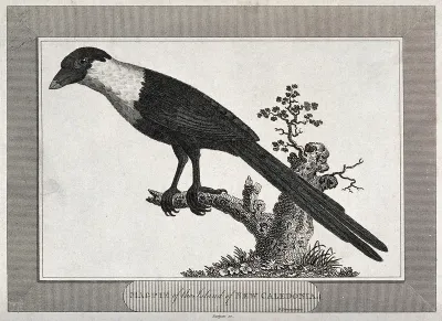 A magpie from the Island of New Caledonia