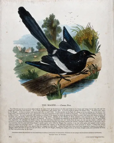 A magpie sitting on a plank on a lake before a bucolic landscape