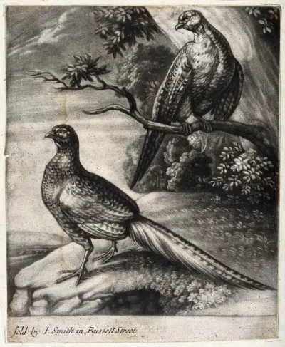 A male and a female pheasant
