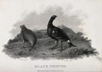 A male and female black grouse