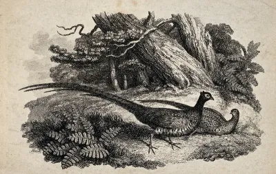 A male and female pheasant
