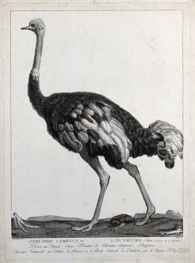 A male ostrich (Struthio camelus)