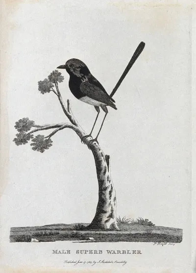 A male superb warbler sitting on a branch of a tree