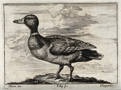 A mallard duck. Engraving by J. Kip, ca. 1690, after F. Barlow