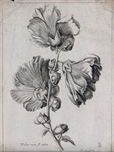 A mallow plant (Malva species): flowering stem