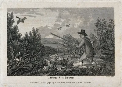 A man and his dogs wade through a shallow lake trying to shoot ducks