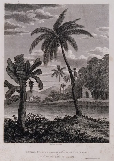 A man climbing a coconut palm (Cocos nucifera L.) which stands by a banana plant (Musa sp.), in a waterside setting in Bombay, India