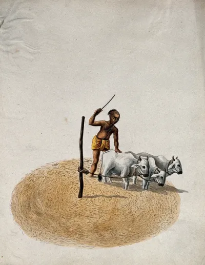 A man cultivating his land, using three cows