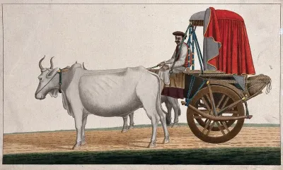 A man driving a bullock cart with a canopied top