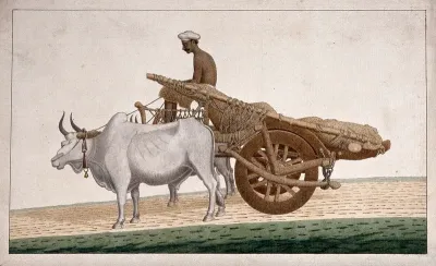 A man driving a cart drawn by bullocks