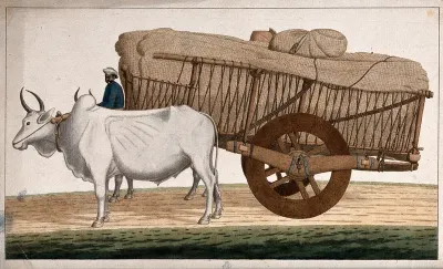 A man driving a loaded bullock cart