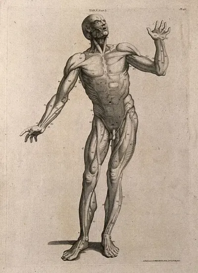 A man, écorché, in the pose of an orator: anterior view