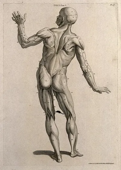A man, écorché, in the pose of an orator: posterior view