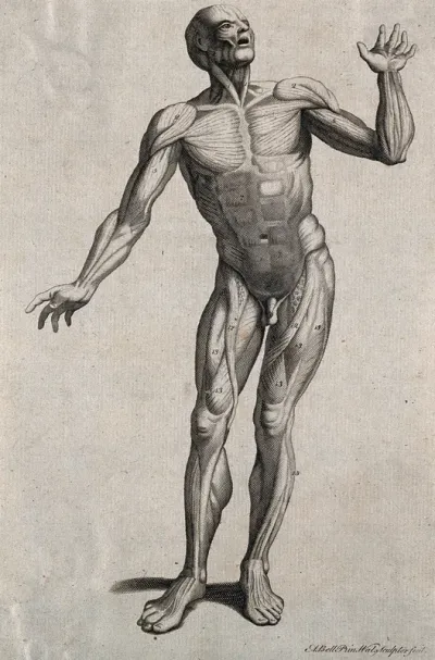 A man, écorché, in the pose of an orator