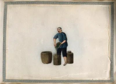 A man fills a woven container with tea leaves poured from a small basket