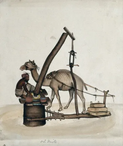 A man making oil in an oil mill with the help of a camel