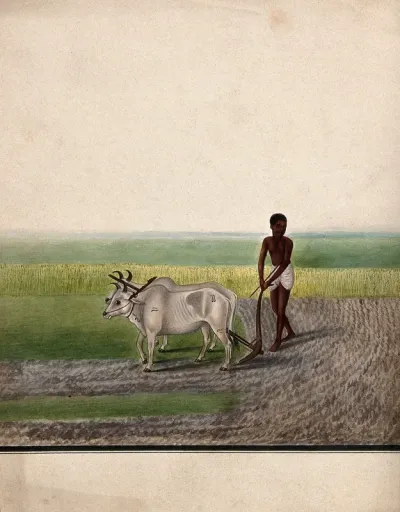 A man ploughing land with oxen