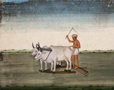 A man raises a stick as the oxen plough the land