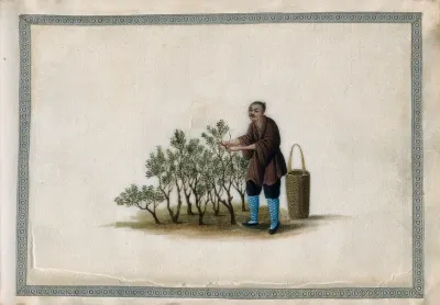 A man tending tea plants