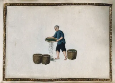 A man tossing (?) tea leaves in a shallow basket, to help the release enzymes (?) necessary for oxidation
