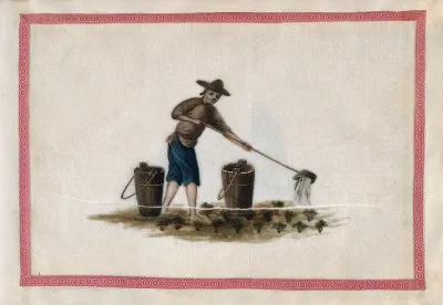 A man watering tea plants