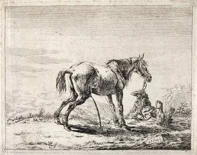 A man with a large brimmed hat is resting next to his urinating horse