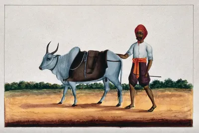 A man with his ox