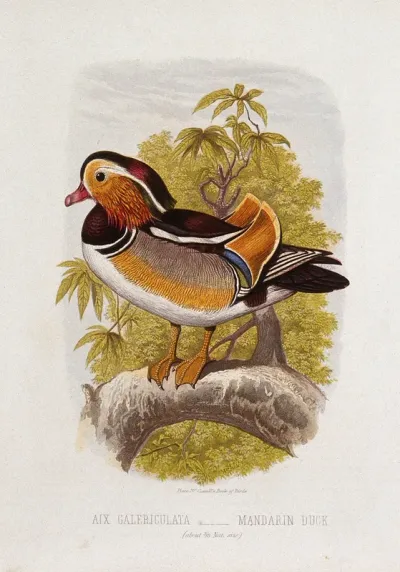 A mandarin duck (Aix galericulata)