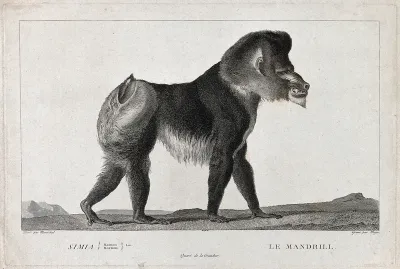 A mandrill (large W