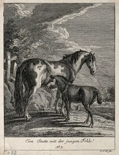 A mare with its filly in the paddock