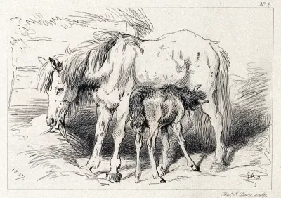 A mare with its suckling foal