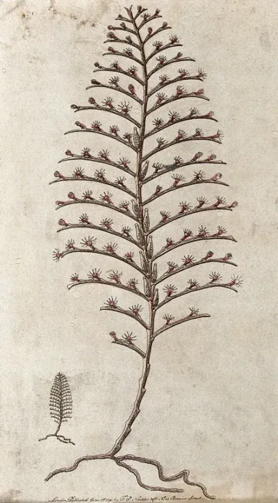 A marine animal (coelenterate)