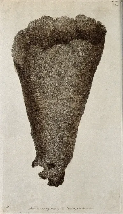 A marine animal