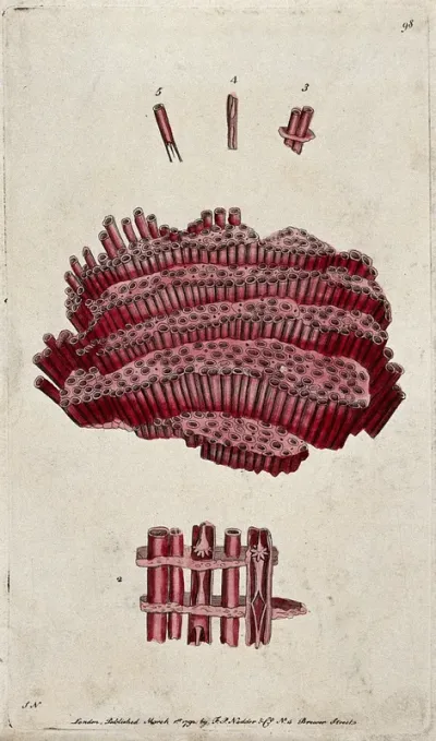 A marine coelenterate and cross-sections of its parts