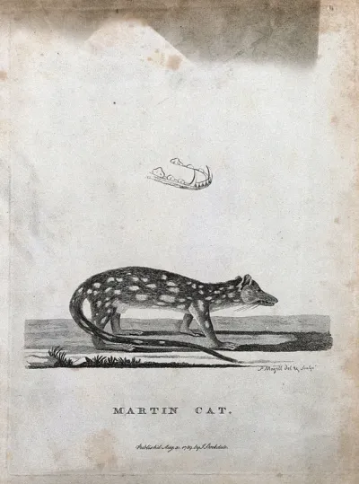 A marten and a detail of its lower jaw