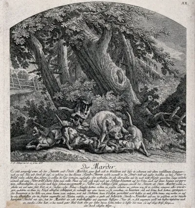 A marten is bitten to death by a pack of hunting dogs